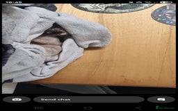 Sphynx cats for sale: Sphynx Cat Looking for a Loving Home - Image 4