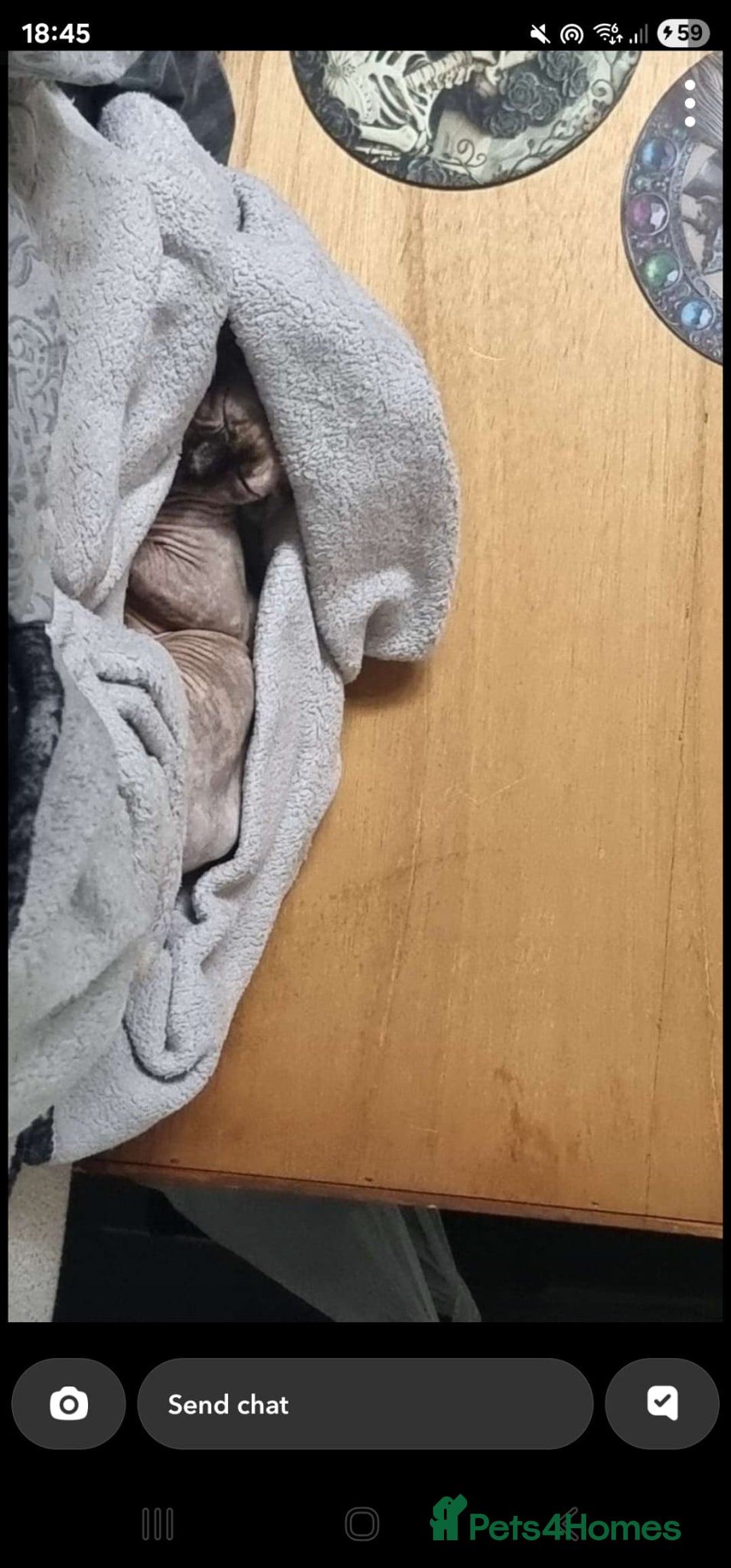 Sphynx cats for sale: Sphynx Cat Looking for a Loving Home - Image 4