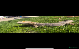 Bearded Dragon reptiles for sale: Bearded Dragon Babies - Image 7