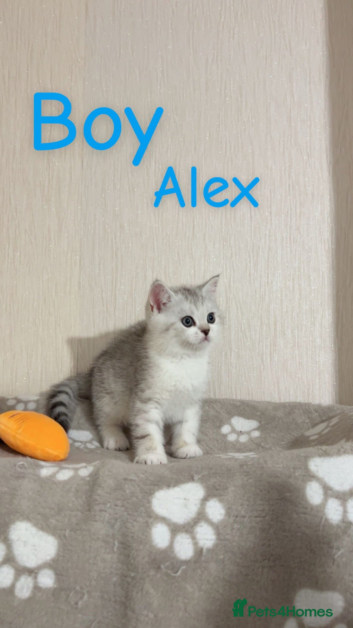 British Shorthair cats British short hair ❤️🥰 - Advert 4