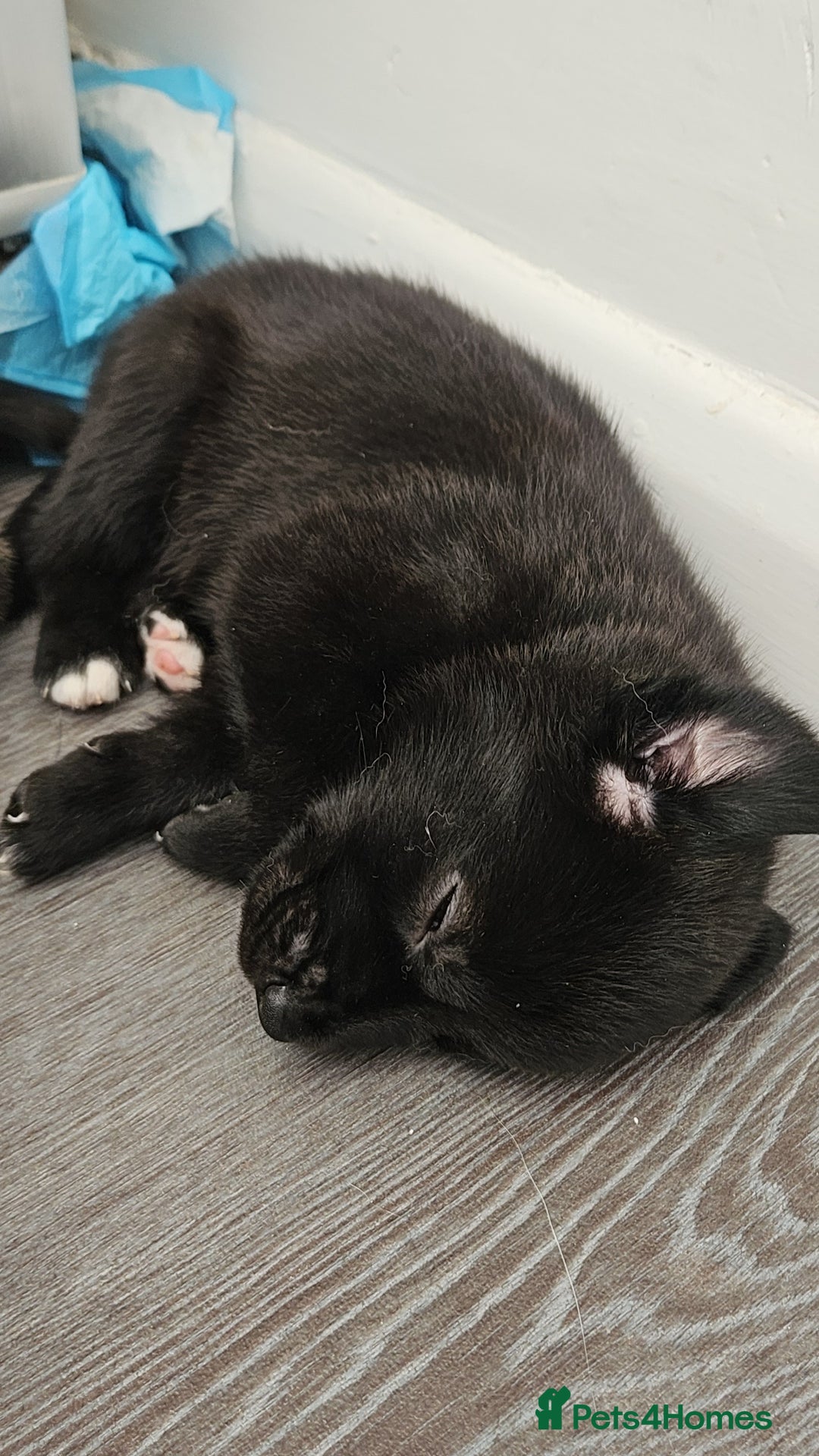 Mixed Breed dogs for sale: Wolfdog x cane corso - Image 6