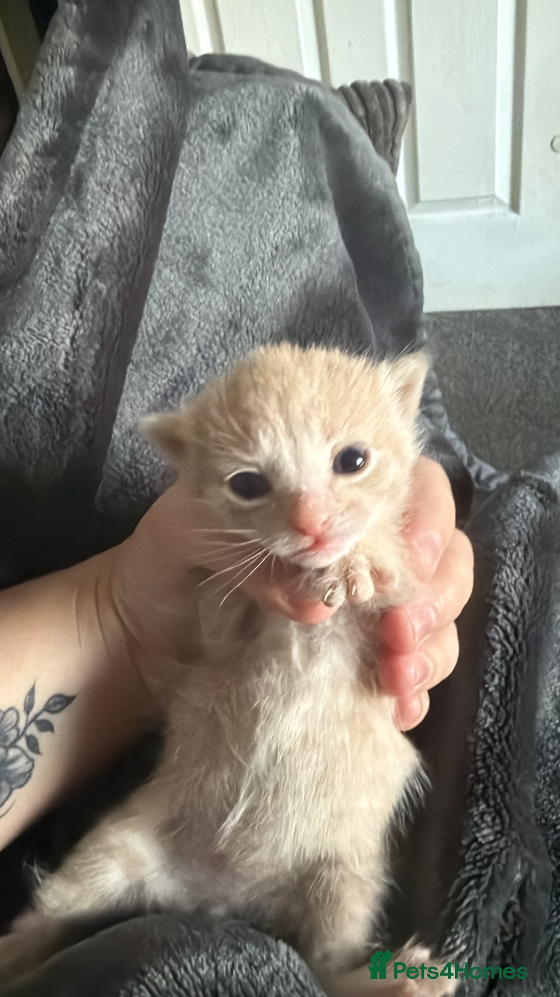 Mixed Breed cats for sale: 3 kittens  in Houghton le Spring - Advert 6
