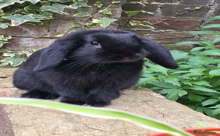 Mini Lop rabbits - Advert 15