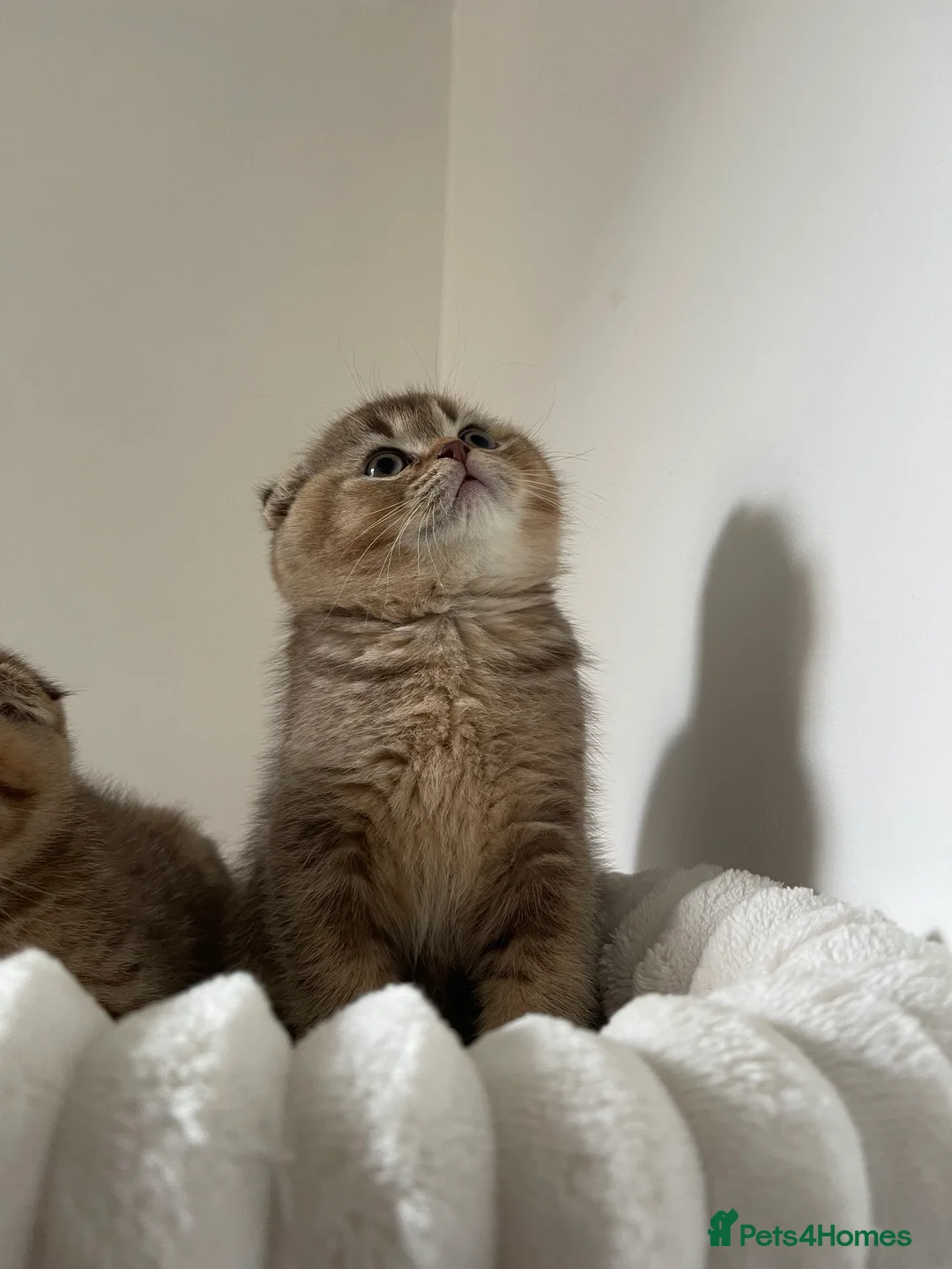 Scottish Fold cats for sale: 2 Scottish Fold Boys  - Advert 14