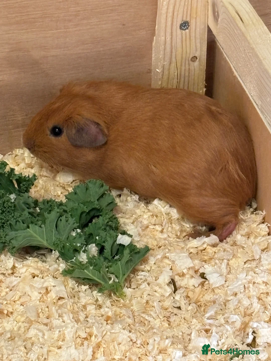Guinea Pig rodents for sale: guinea pigs boys - Advert 3