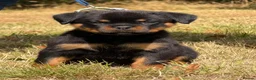 Rottweiler dogs for sale: 🤩 Elite Level XXL Rottweiler puppies 🤩 - Advert 7