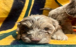 Cockapoo dogs for sale: F1 Cockapoo Puppies.  - Image 14