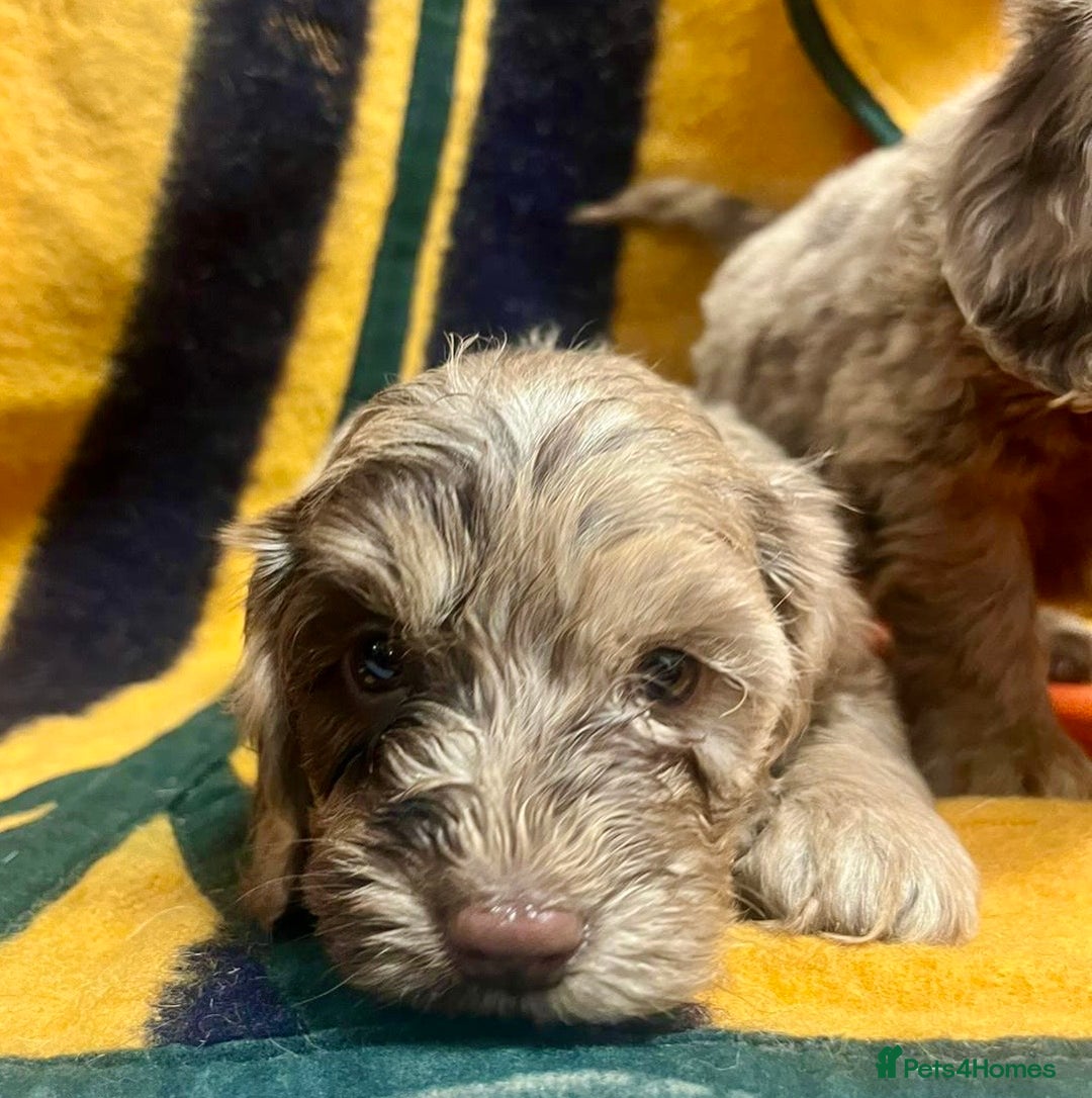 Cockapoo dogs for sale: F1 Cockapoo Puppies.  - Image 14