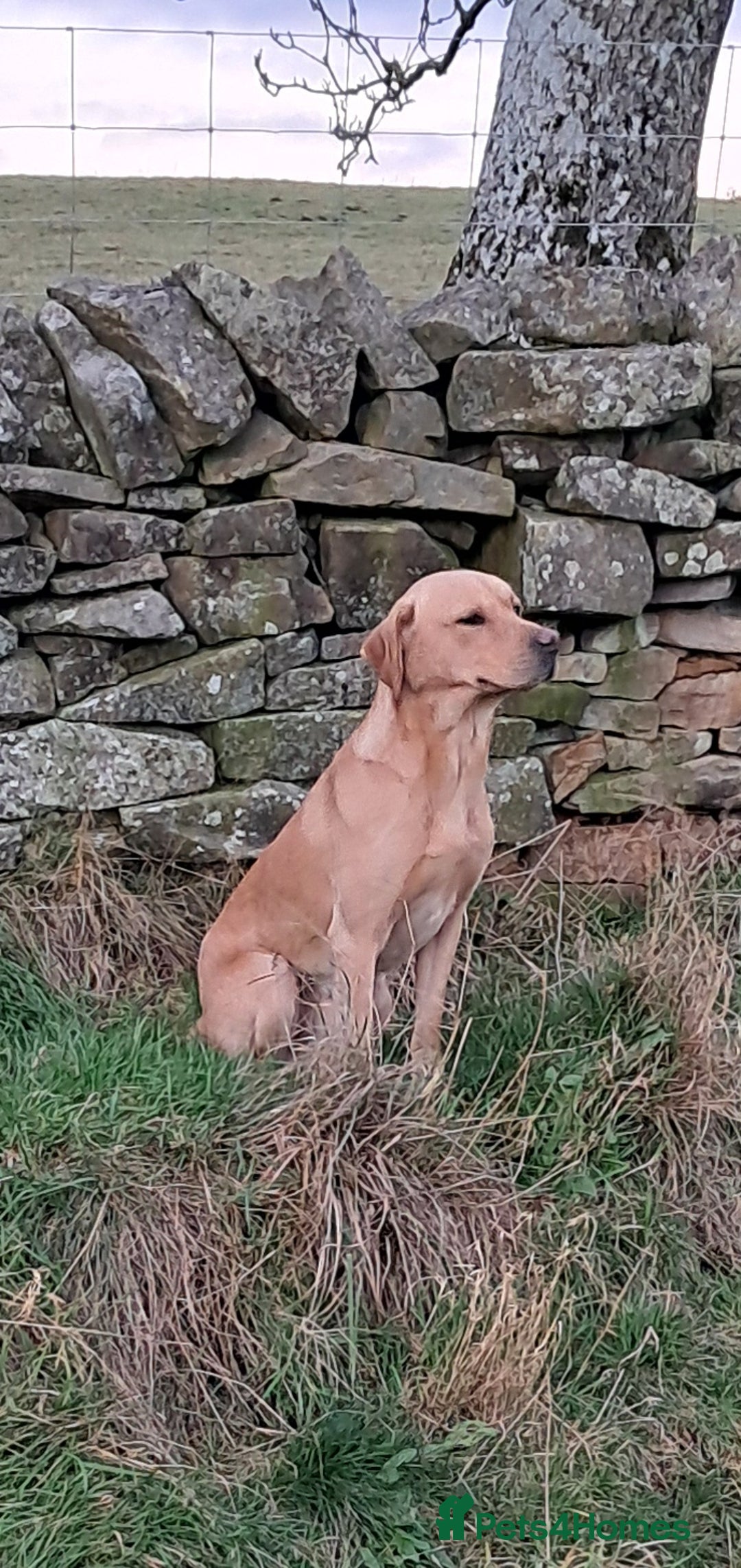 Labrador Retriever dogs for stud: Working Labrador at stud  - Advert 1