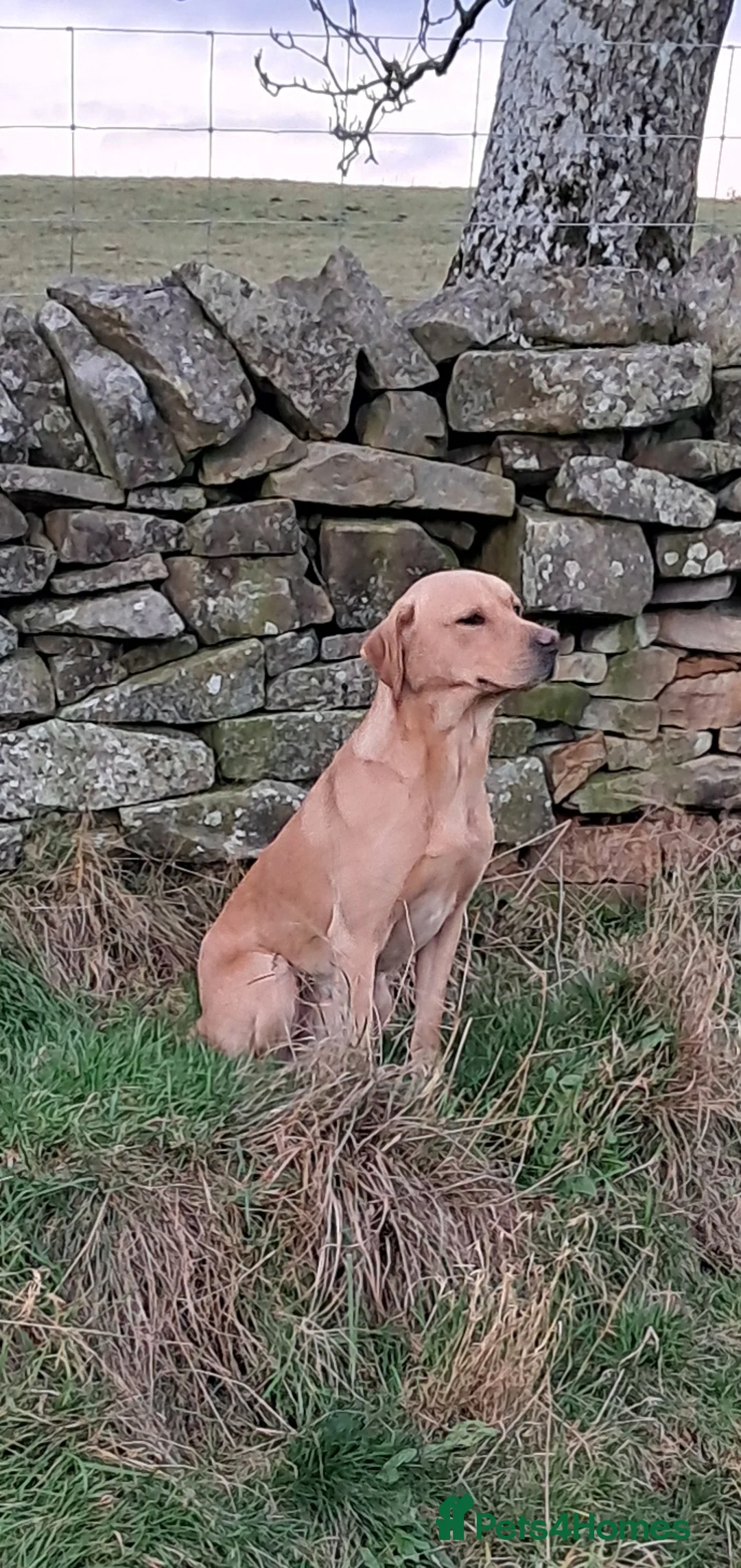 Labrador Retriever dogs for stud: Working Labrador at stud  - Advert 2