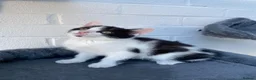 Mixed Breed cats for sale: Kittens for sale  - Advert 10