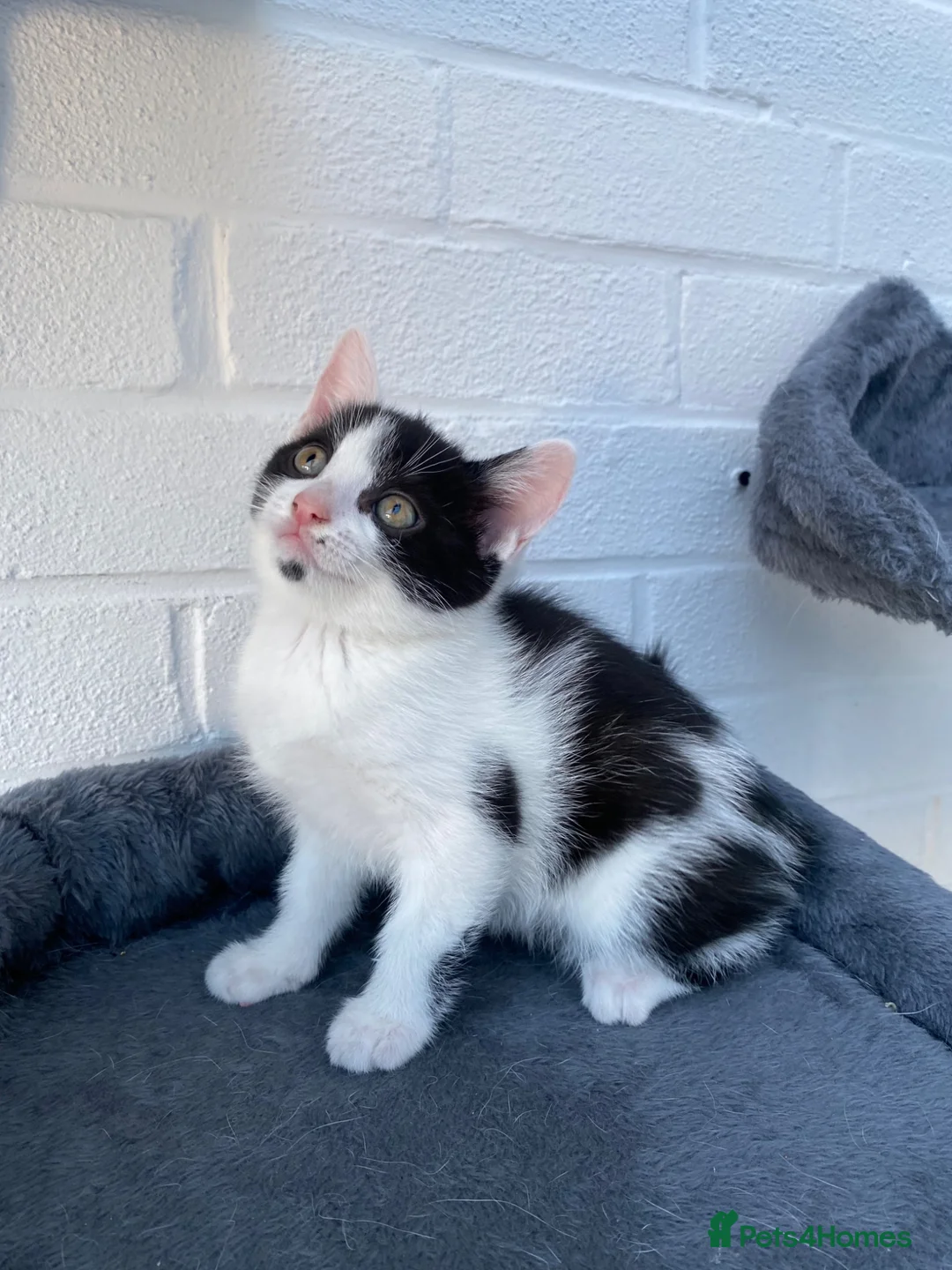 Mixed Breed cats for sale: Kittens for sale  - Advert 10