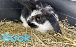 French Lop rabbits for sale: French x Mini Lop Bucks - Image 1