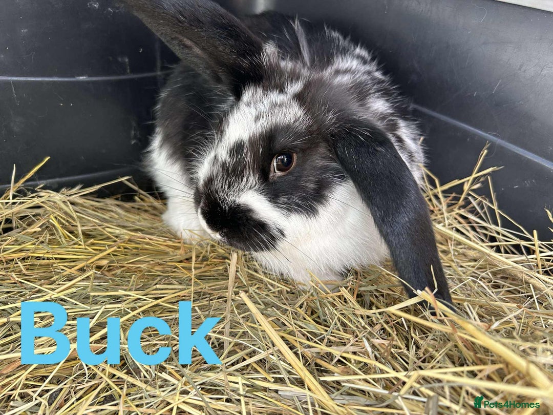 French Lop rabbits for sale: French x Mini Lop Bucks - Image 1