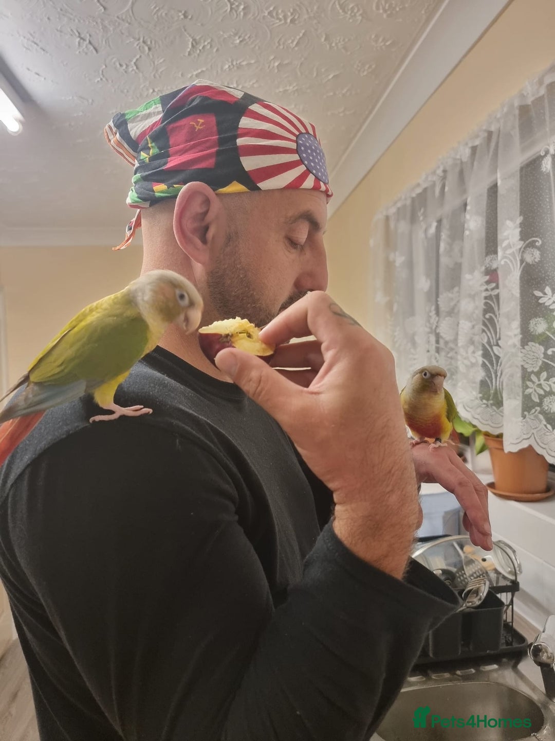 Conures birds for sale: 2 pineapple conures  - Advert 2