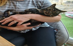Domestic Shorthair cats for sale: Tabby Domestic Shorthair - Image 4