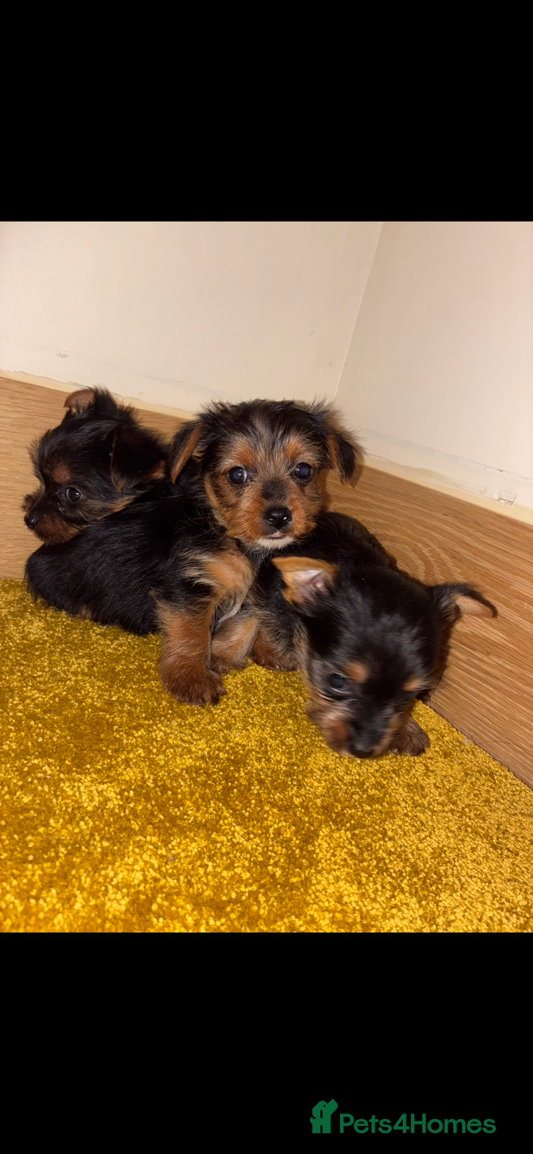 Yorkshire Terrier dogs for sale: Yorkshire Terrier puppies for sale  - Advert 11