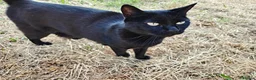 Mixed Breed cats for sale: completely Free. £0 for 3 cat. Need rehoming in Birmingham - Advert 6