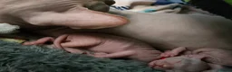 Sphynx cats for sale:  Beautiful Canadian Sphynx Female  - Advert 10