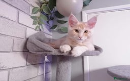 Maine Coon cats for sale: Maine coons 2 Boys and 1  girl left ready now - Image 29