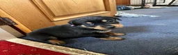 Mixed Breed dogs for sale: Rottweiler Doberman mix in Berwick-upon-Tweed - Advert 11