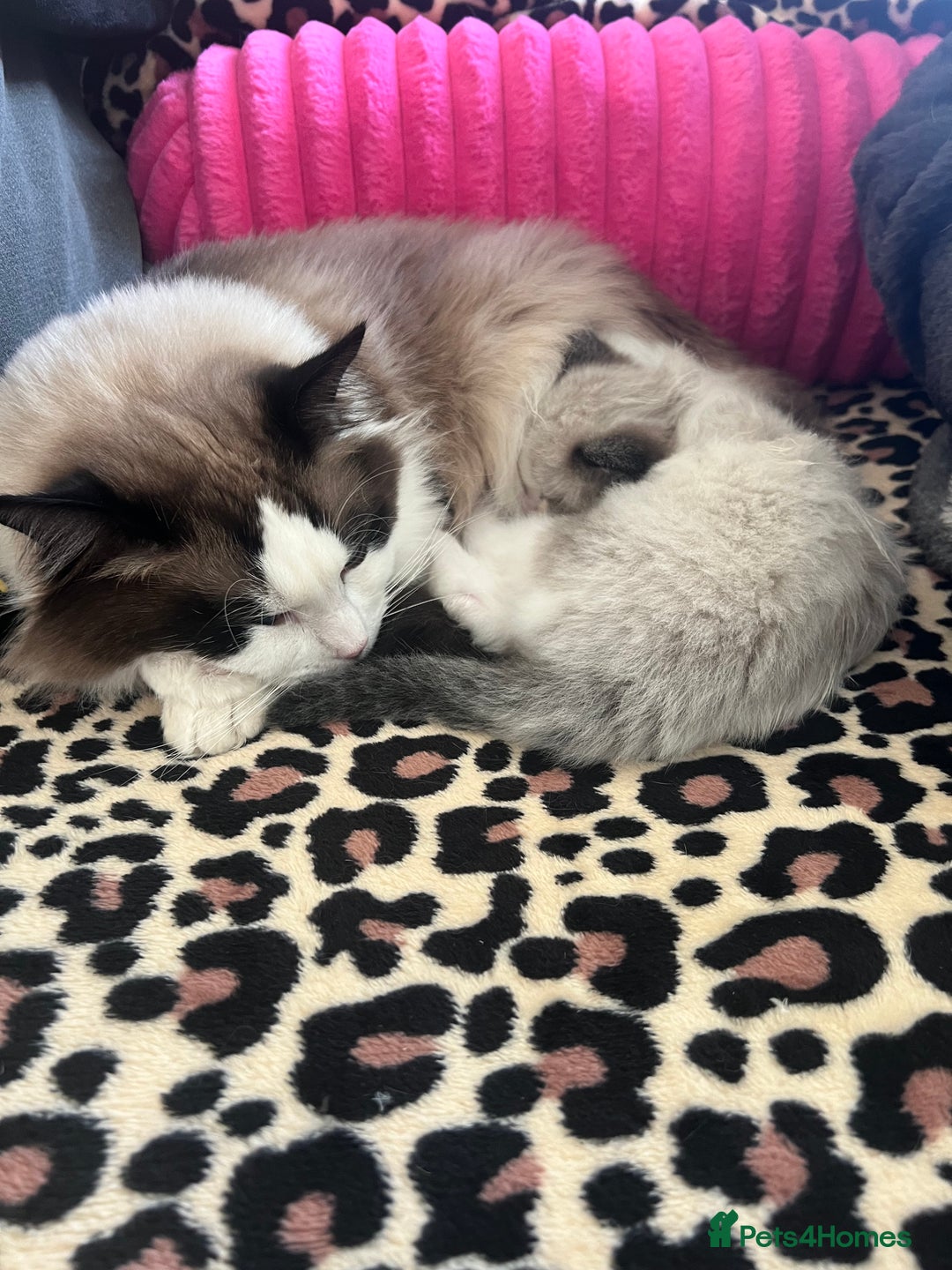 Ragdoll cats for sale: 1 male purebred Ragdoll - Advert 5