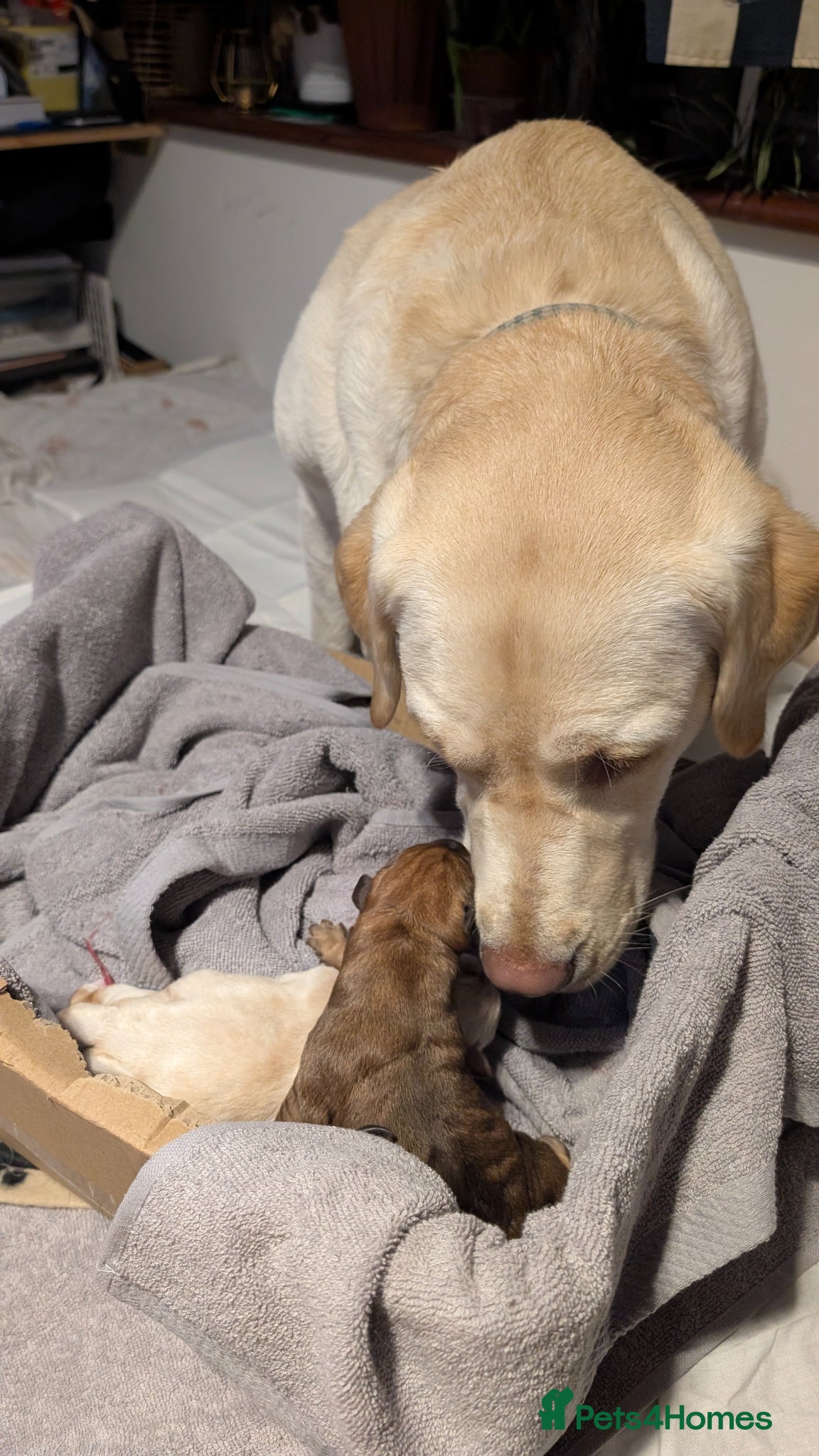 Labrador Retriever dogs Labrador Retriever amazing puppies to take home - Advert 1