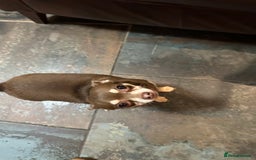 Chihuahua dogs for sale: 2 Lovely Little Boys - Advert 12