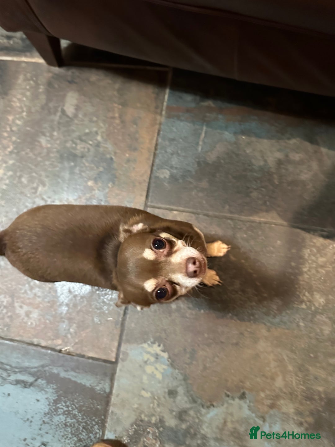 Chihuahua dogs for sale: 2 Lovely Little Boys - Advert 12