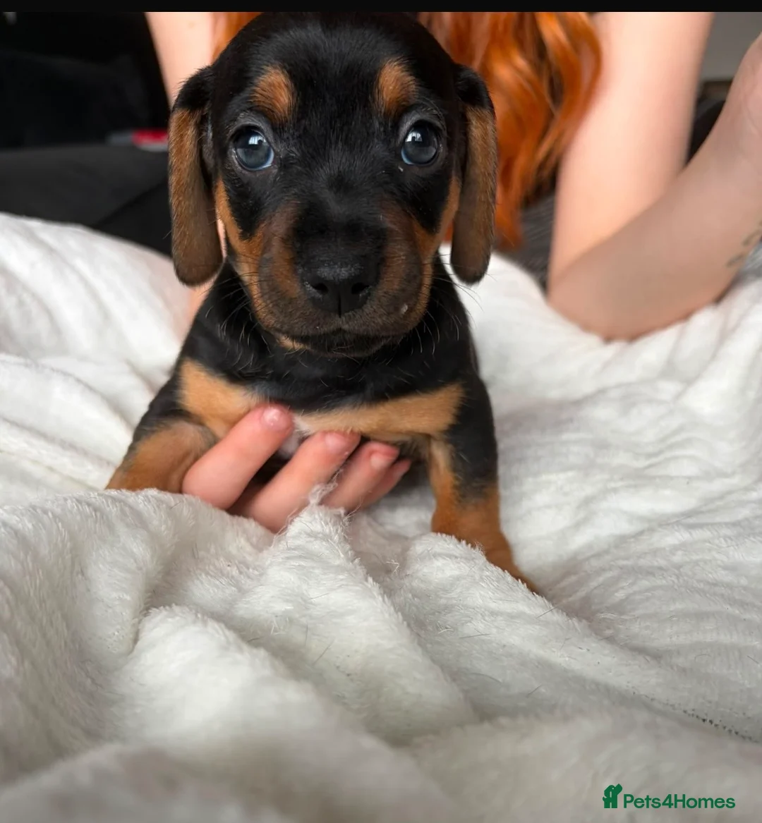 Mixed Breed dogs for sale: Miniature Dachshund cross puppies  - Advert 2