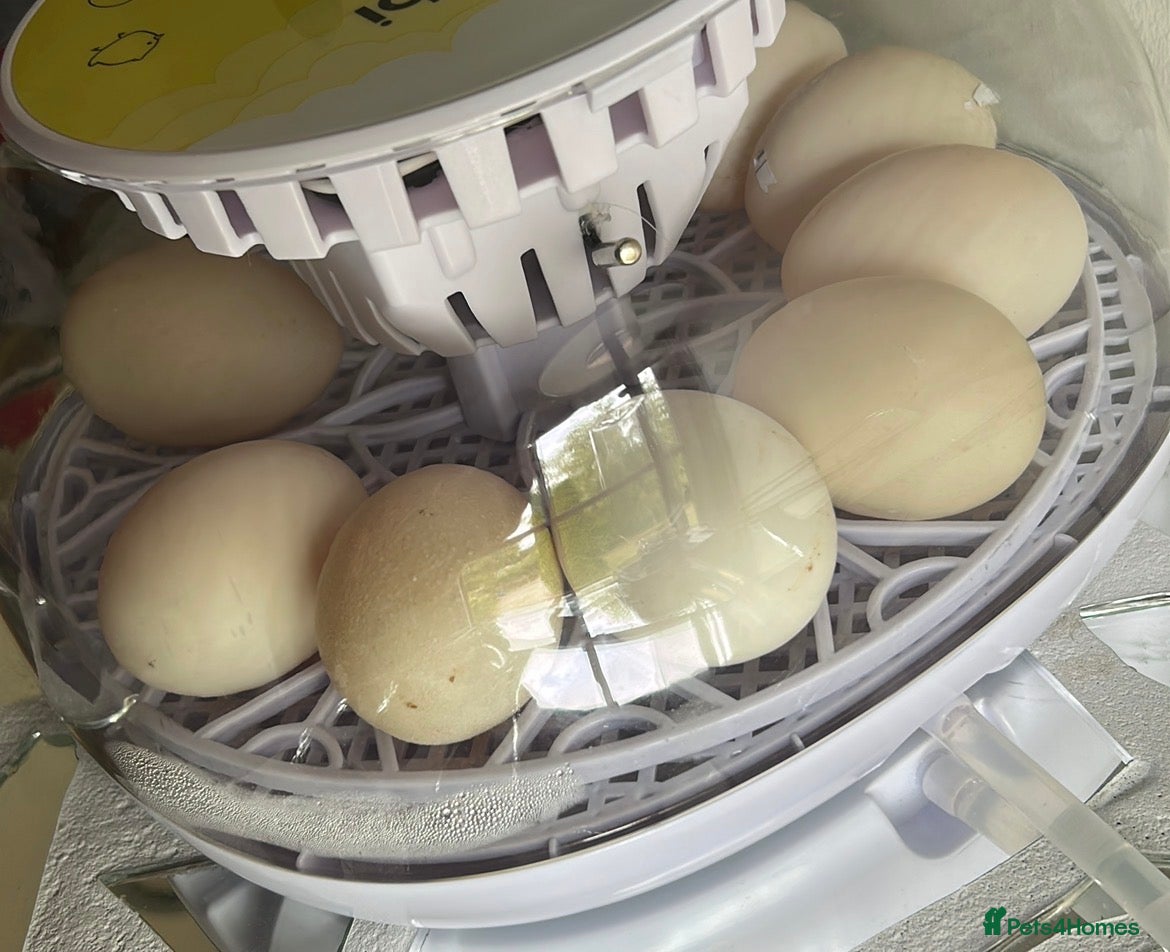 Ducks poultry Fertile duck eggs  - Advert 8