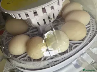 Ducks poultry Fertile duck eggs - Advert 1