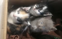 Mixed Breed cats for sale: Absolutely Gorgeous, Affectionate,playful kittens  - Image 4