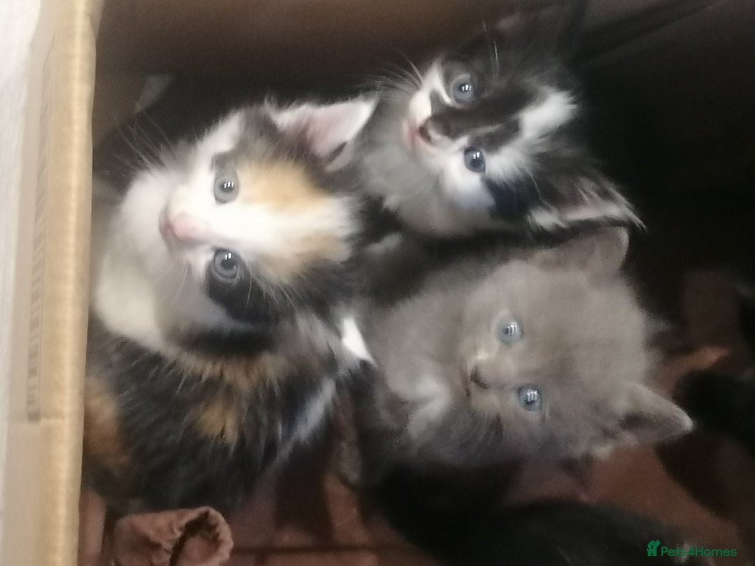 Mixed Breed cats for sale: Absolutely Gorgeous, Affectionate,playful kittens  - Image 4