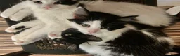 Mixed Breed cats for sale: Main Coon Mix Kittens looking for a home  - Advert 7