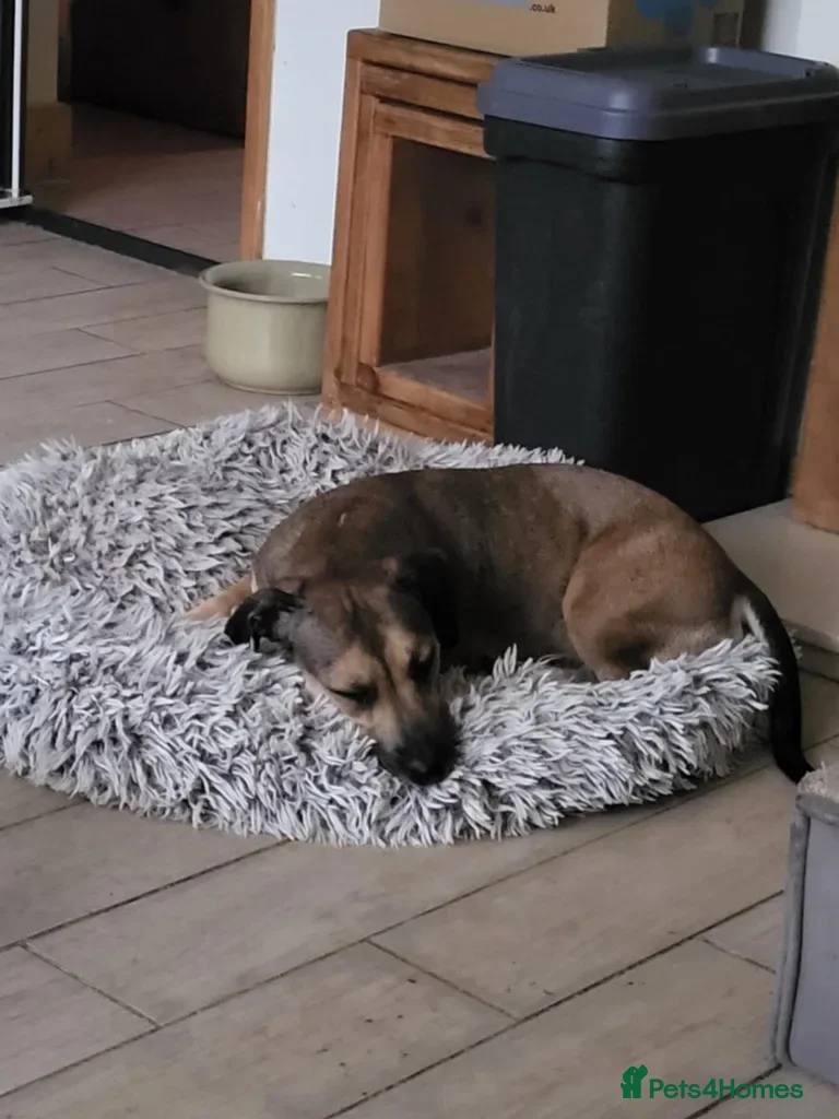 Mixed Breed dogs Leena - Advert 2