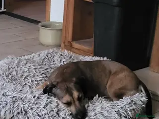 Mixed Breed dogs Leena - Advert 2