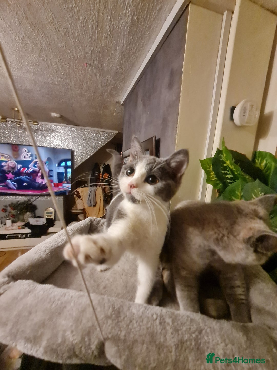 Mixed Breed cats for sale: Stunning  kittens looking  4 new home - Advert 2