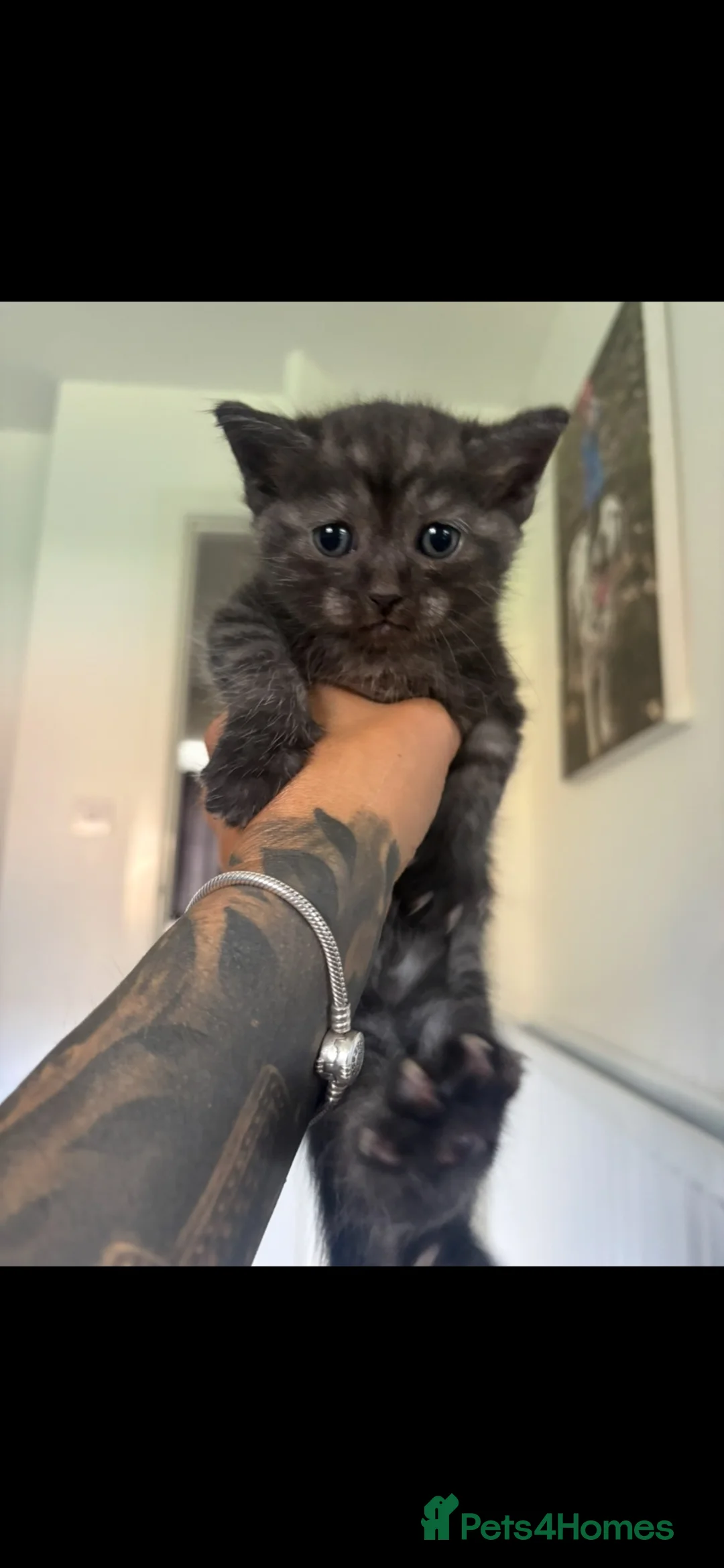 Ragdoll cats for sale: RAGDOLL X KITTENS FOR SALE - Advert 17