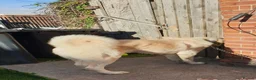 Central Asian Shepherd dogs for sale: Mrsmm - Advert 4