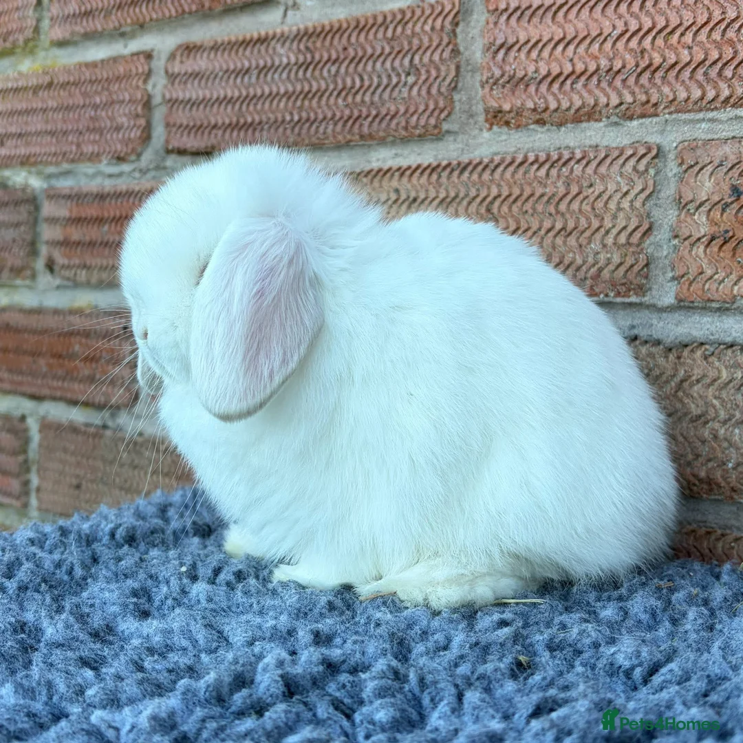 Mini Lop rabbits for sale: Mini Lops - Advert 8