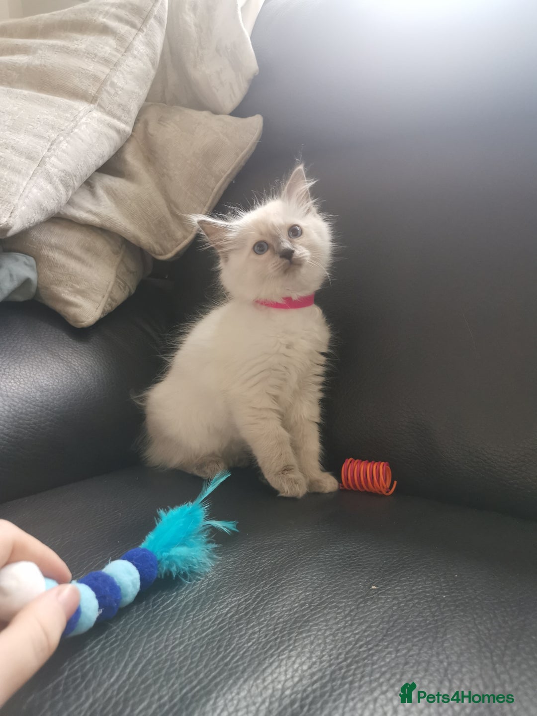 Ragdoll cats for sale: Pure breed health tested ragdoll kittens  - Image 8