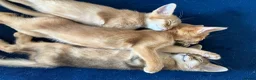 Somali cats for sale: Somali kittens available 😻 in Lincoln - Advert 4