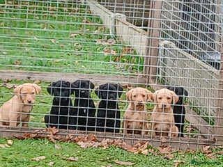 Labrador Retriever dogs KC registered Labrador pups - Advert 14