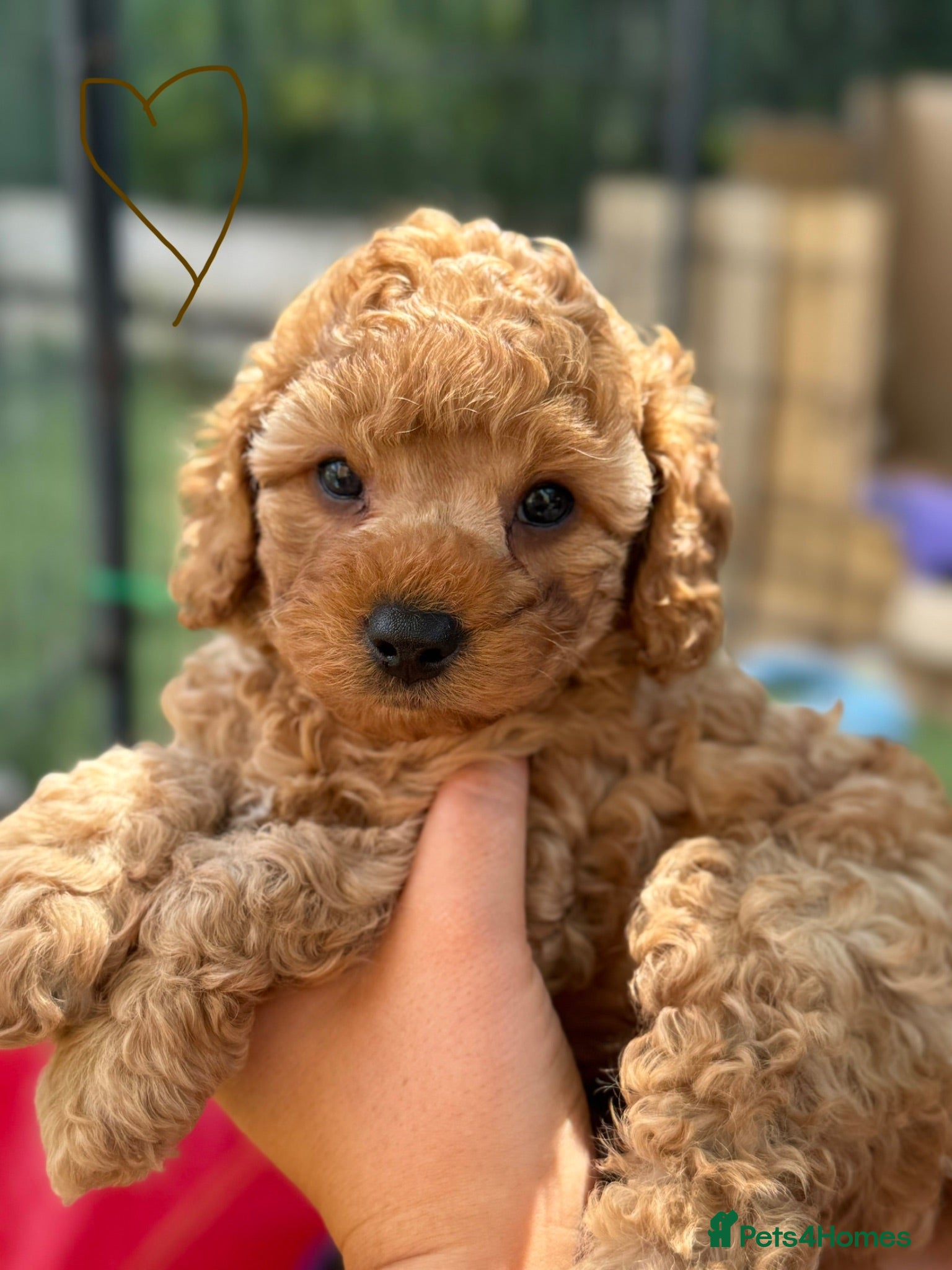 Cavapoochon dogs  Extensively health-tested parents 💫 - Advert 3