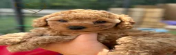 Cavapoochon dogs for sale:  Extensively health-tested parents 💫 - Advert 7