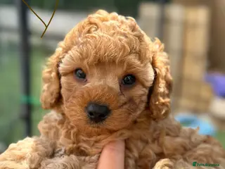 Cavapoochon dogs Extensively health-tested parents 💫 - Advert 1