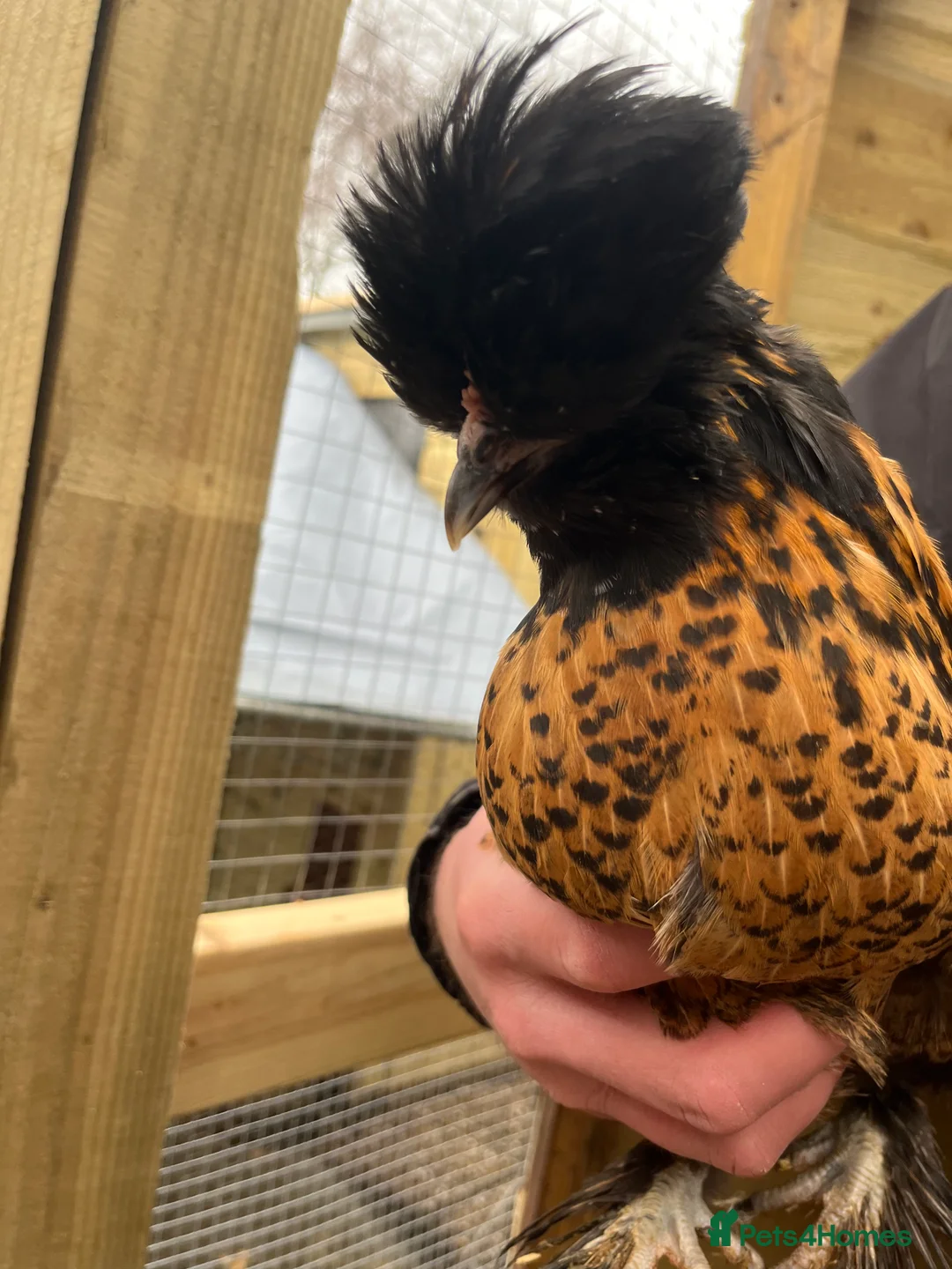 Chickens poultry for sale: Chicks, pullets, cockerels  - Advert 36