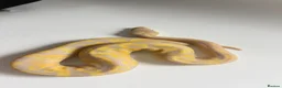 Python Snake reptiles for sale: Candy-Leo-66% het Pied Female - Advert 7
