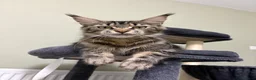 Maine Coon cats for sale: Stunning tabby pedigree XL Maine Coons ready now! - Advert 12